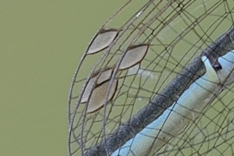 Conferma Enallagma cyathigerum... oops, Ischnura pumilio